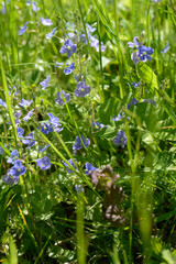 Ehrenpreis, Gamander-Ehrenpreis,  Veronica chamaedrys