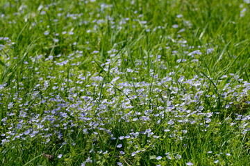 Ehrenpreis, Faden- Ehrenpreis,  Veronica filiformis