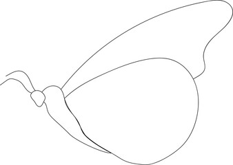Butterfly outline illustration