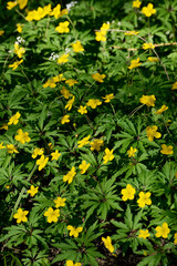 Gelbe Windröschen,  Anemone ranunculoides