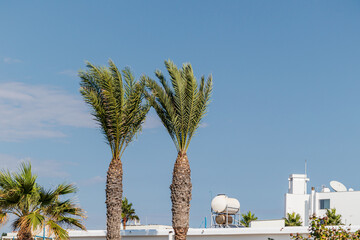 View of the roof of a white building with a solar water boiler, palm trees in the foreground, blue sky in the background