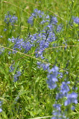 Ehrenpreis,  Großer Ehrenpreis, Veronica teuricum
