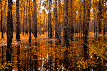 autumn forest in the morning, Florianopolis - Brazil , Paris do Mocambique 