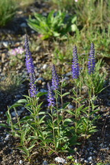 Ähriger Ehrenpreis,  Veronica spicata