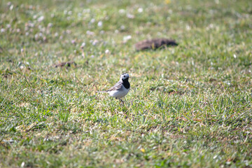 White Wagtail looking for food in the meadows. Ornithology. A White Wagtail (Motacilla alba) on...