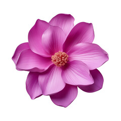 Pink isolated blooming flower with vibrant petals.