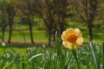 Park with daffodils in spring.