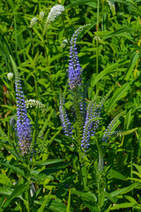 Ähriger Ehrenpreis,  Veronica spicata