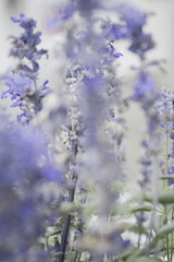 Obraz premium beautiful flowers