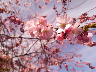 close-up of blooming cherry tree