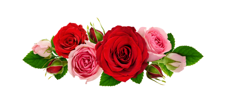 Red and pink rose flowers and green leaves in a line arrangement isolated on white or transparent background. Flat lay. Top view.