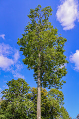 Views around Symonds Yat