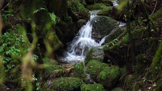 白谷雲水峡の小川