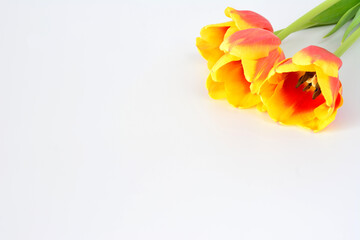 a bunch of tulips that are on a white background copy space 