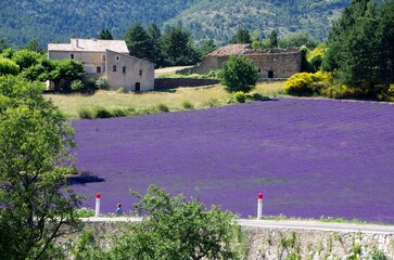 Lavender field in the Baronnies in the South East of France, Europe