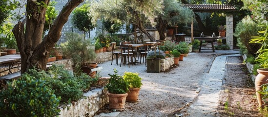 Olive trees and potted herbs create a Mediterranean garden atmosphere in Croatian cafes. - obrazy, fototapety, plakaty