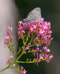 farfalla che si posa su fiori