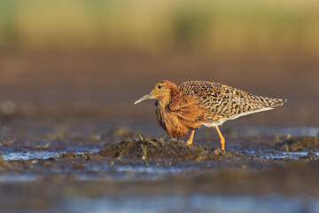Ruff (Calidris pugnax) male feeding in the wetlands in summer.