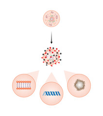 Oxidative stress. Free radicals cause oxidation of the cellular membrane proteins and lipids, and damage of the cellular components. vector illustration