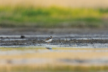 Common ringed plover or ringed plover (Charadrius hiaticula) in the wetlands in summer.