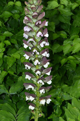 Akanthus, Bärenklau,  Acanthus hungaricus