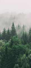 Vibrant Forest Landscape Scene, Amazing and simple wallpaper, for mobile