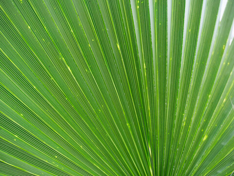 A beautiful close-up of an exotic green leaf in the middle of the jungle. Background image for a nature-themed work