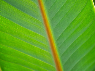 A beautiful close-up of an exotic green leaf in the middle of the jungle. Background image for a nature-themed work