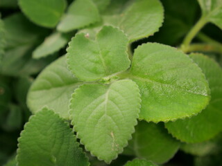 A beautiful close-up of an exotic green leaf in the middle of the jungle. Background image for a nature-themed work