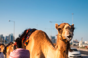 Smiling camel on city street looking at camera. Doha in Qatar..