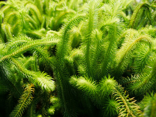 A beautiful close-up of an exotic green leaf in the middle of the jungle. Background image for a nature-themed work