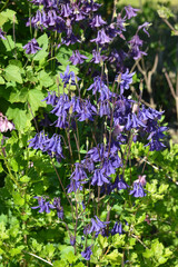 Gemeine Akelei,  Aquilegia vulgaris spp.