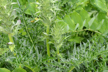 Dorniger Akanthus,  Acanthus spinosus