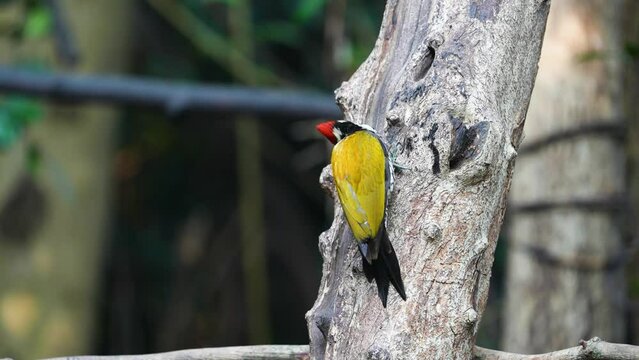 Common flameback, Common goldenback birdwatching in the forest.