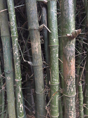 bamboo with inscriptions in thailand