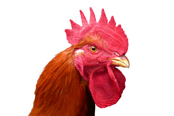 Red rooster portrait on a white background
