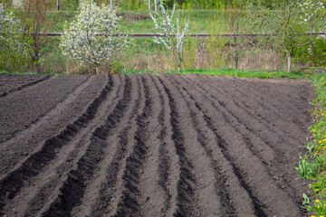 Planting potatoes on a spring day. Agricultural work in the field.