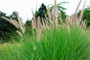 grass in the wind of Chinese silver grass growing in the garden