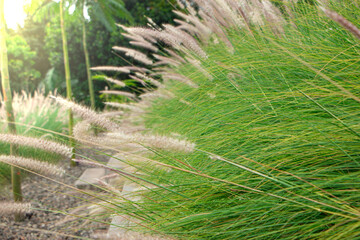Decorative plant of  chinese silver grass growing in the garden