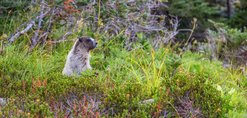 Large Marmot eating grass in Canadian Nature.