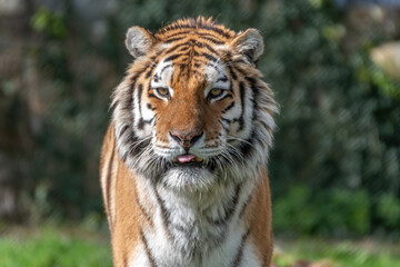 The face of a tiger