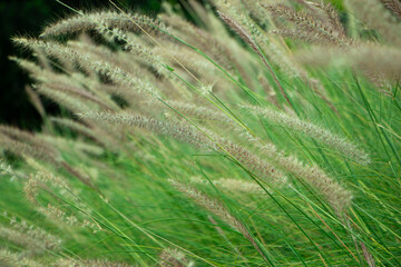 Decorative plant of  chinese silver grass growing in the garden