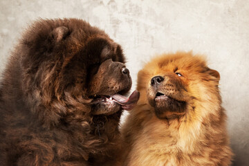 Obraz premium Two cute fluffy chow chows. An adult black dog and a red puppy. Studio photography. 