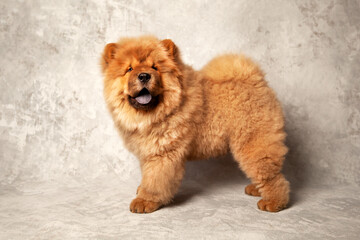 Cute fluffy red chow puppy, studio shot on a gray background of concrete texture. 