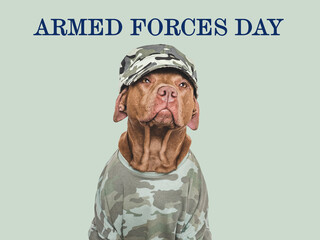 Armed Forces Day. Charming, lovable dog and congratulatory inscription. Close-up, indoors. Studio...