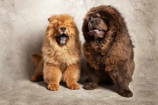 Two cute fluffy chow chows. An adult black dog and a red puppy. Studio photography. 