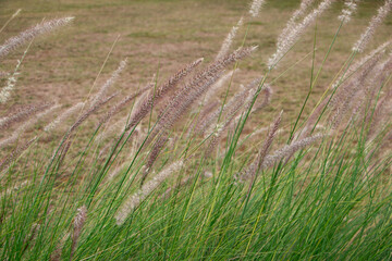 Decorative plant of  chinese silver grass growing in the garden