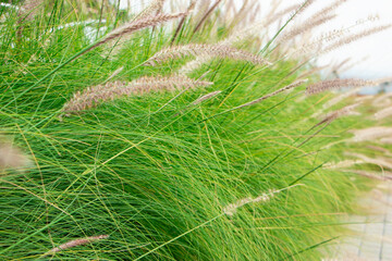 Decorative plant of  chinese silver grass growing in the garden
