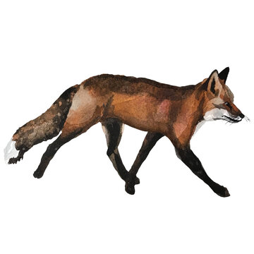 Watercolor illustration of a running fox