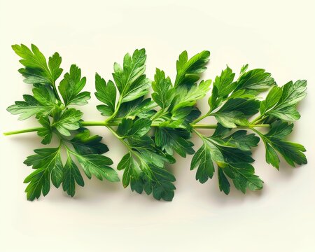 Ultradetailed Graph of Fresh Parsley in Ultrarealistic Style Generative AI
